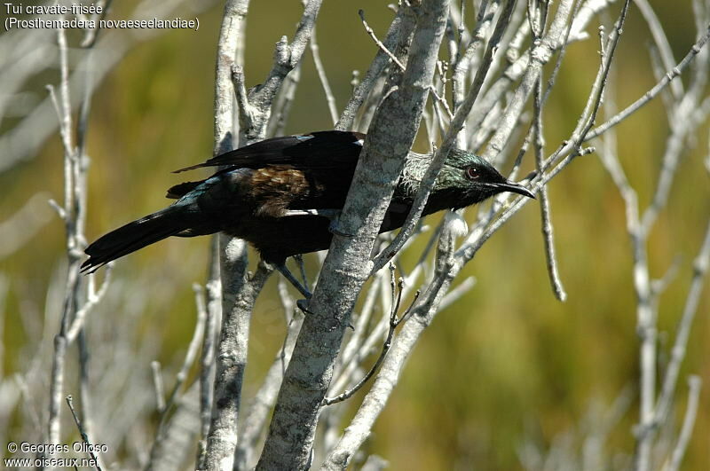 Tui