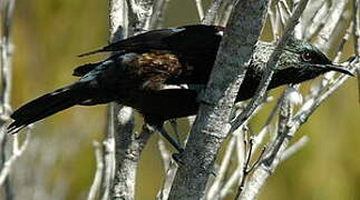 Tui