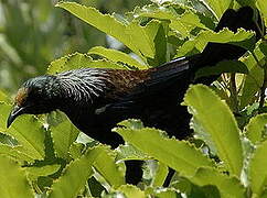 Tui