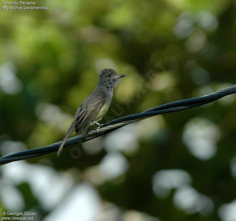 Panama Flycatcher