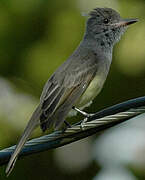 Panamanian Flycatcher