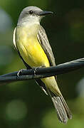 Tropical Kingbird