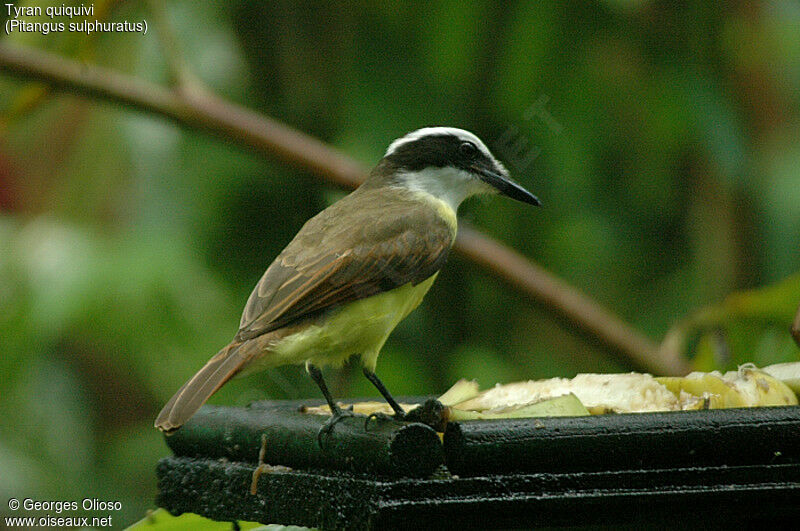 Great Kiskadee