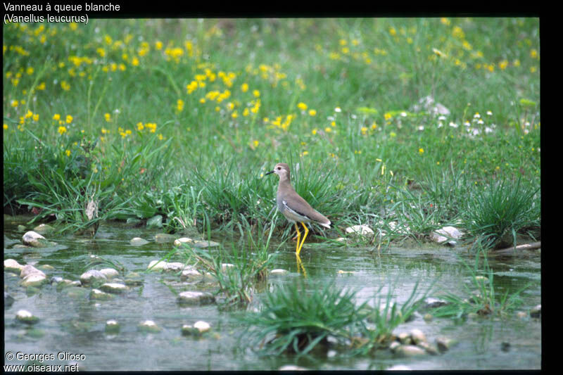 White-tailed Lapwing