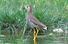 White-tailed Lapwing