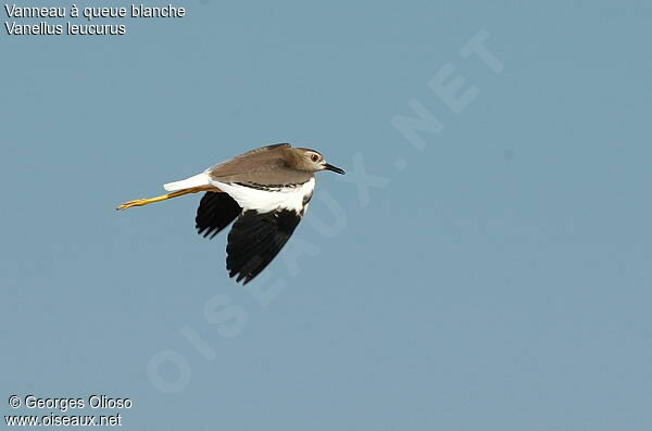 White-tailed Lapwingadult breeding