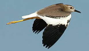 White-tailed Lapwing