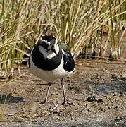 Northern Lapwing