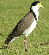 Masked Lapwing