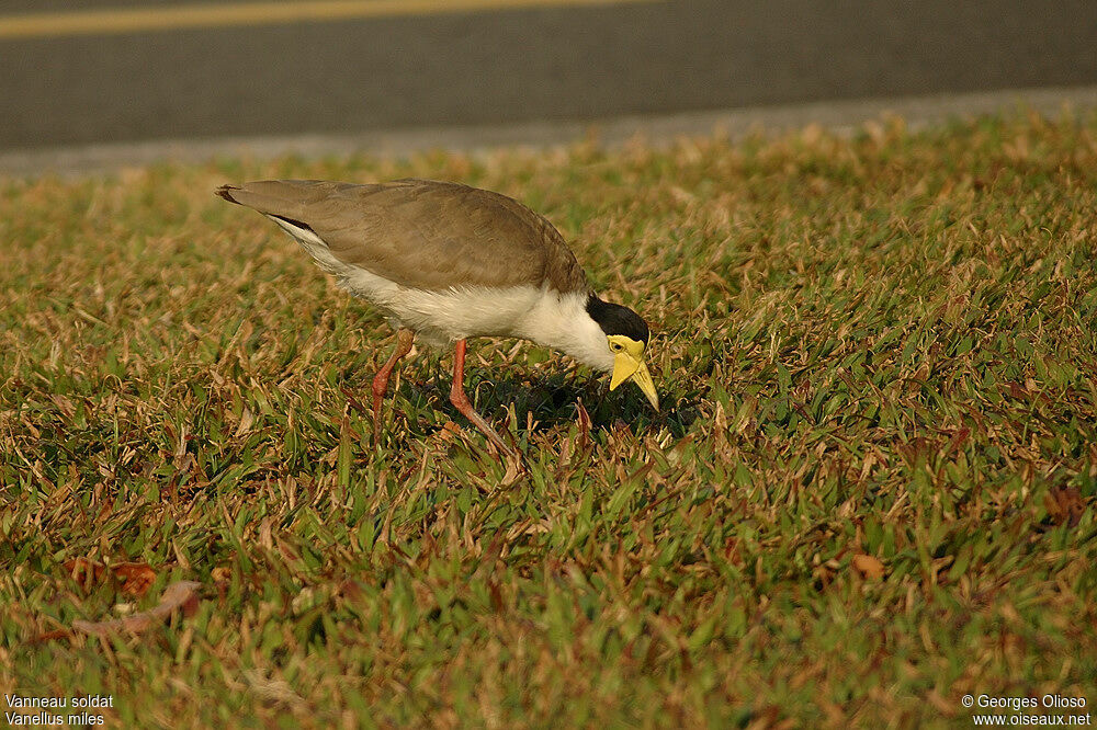 Masked Lapwingadult breeding