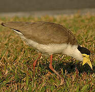 Masked Lapwing