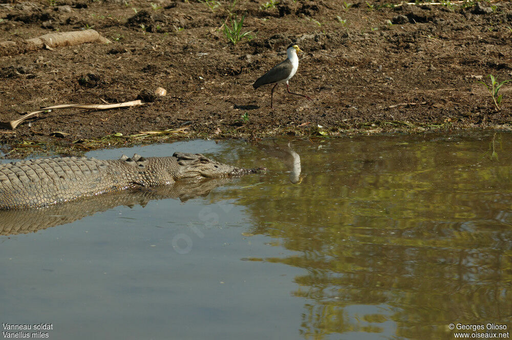 Masked Lapwingadult breeding