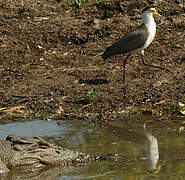 Masked Lapwing