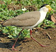 Masked Lapwing