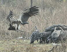 White-rumped Vulture