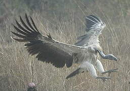 White-rumped Vulture