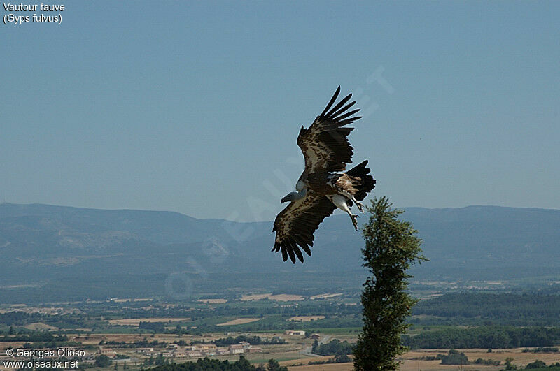 Griffon Vulture