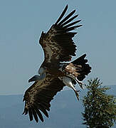 Griffon Vulture