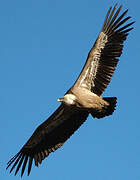 Griffon Vulture