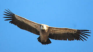 Griffon Vulture