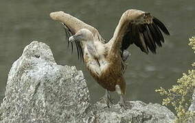 Griffon Vulture