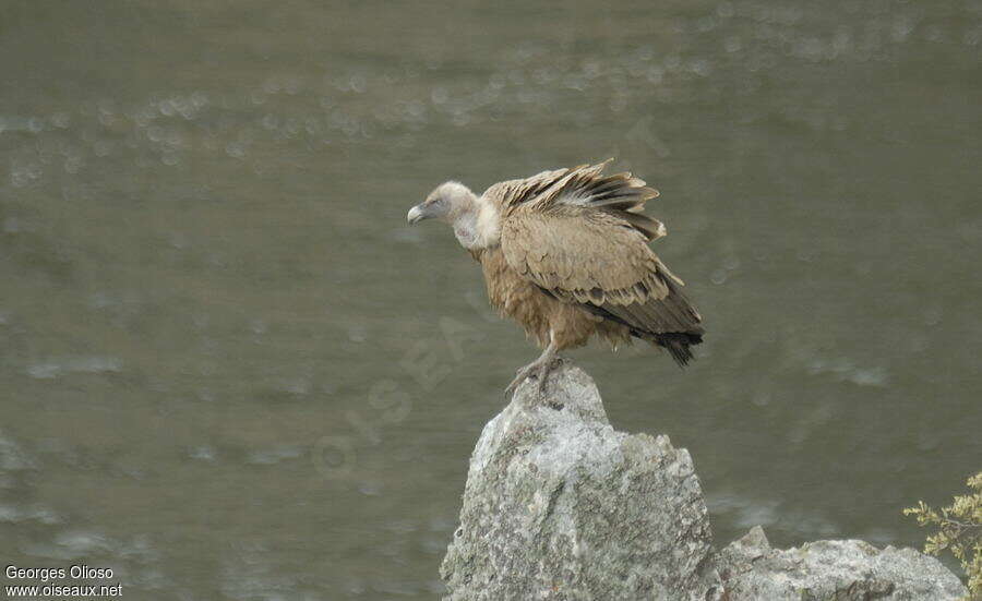 Vautour fauveadulte nuptial, identification