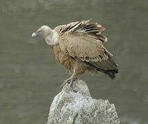 Griffon Vulture