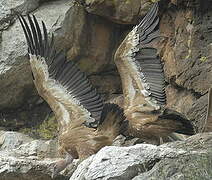 Griffon Vulture