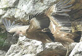 Griffon Vulture