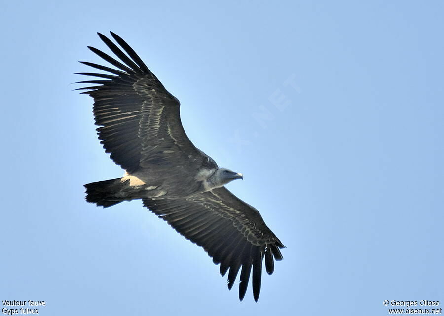 Griffon Vulture, Flight