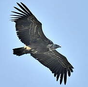 Griffon Vulture