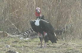 Red-headed Vulture