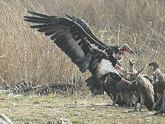 Red-headed Vulture