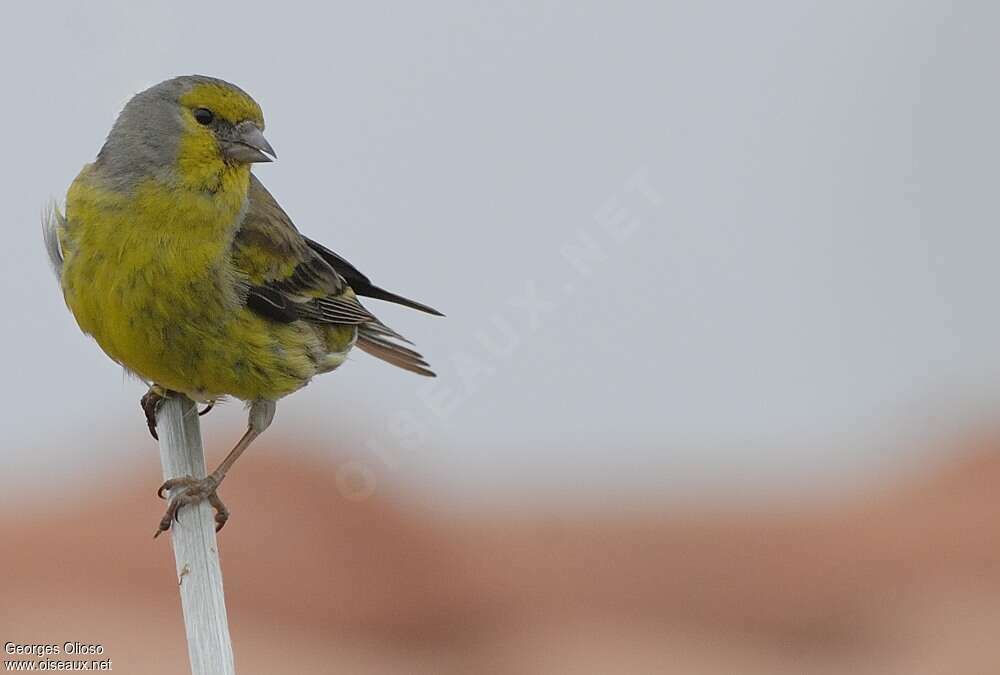 Corsican Finch male adult breeding, close-up portrait