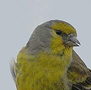 Corsican Finch