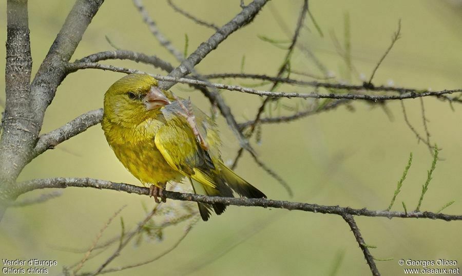 European Greenfinch male adult breeding, identification