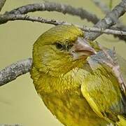 European Greenfinch