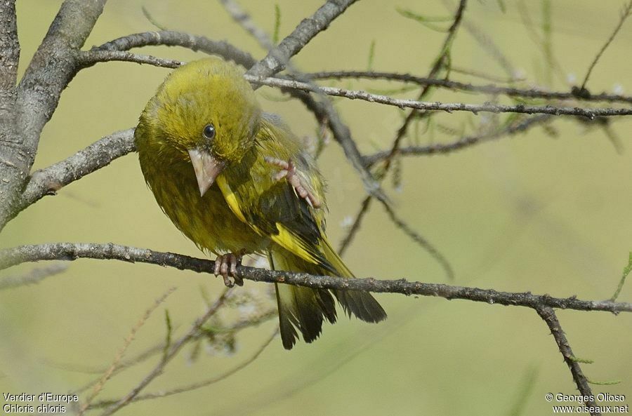 European Greenfinch male adult breeding, identification, Behaviour