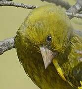 European Greenfinch