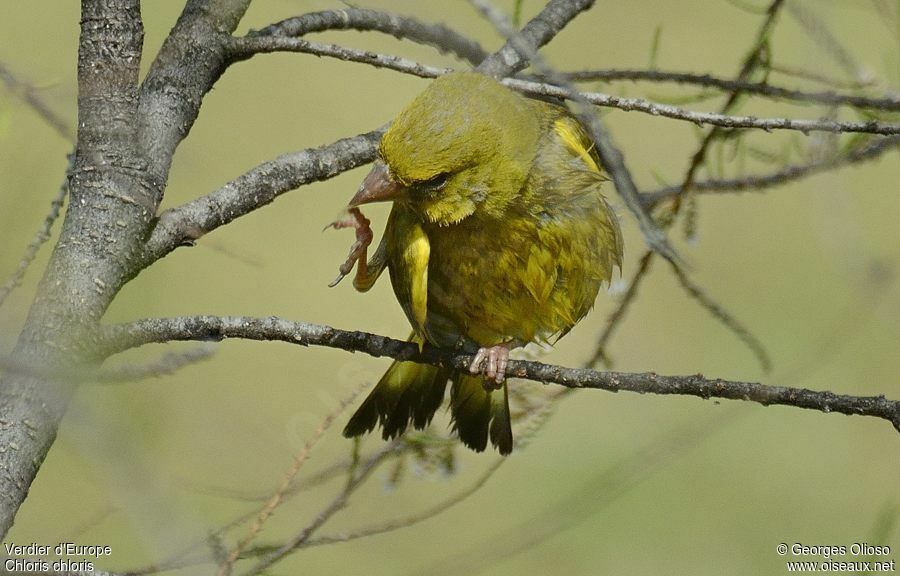 European Greenfinch male adult breeding, identification, Behaviour