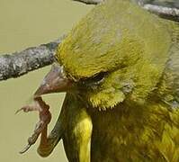 European Greenfinch