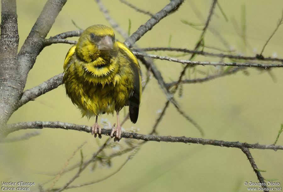 European Greenfinch male adult breeding, identification, Behaviour