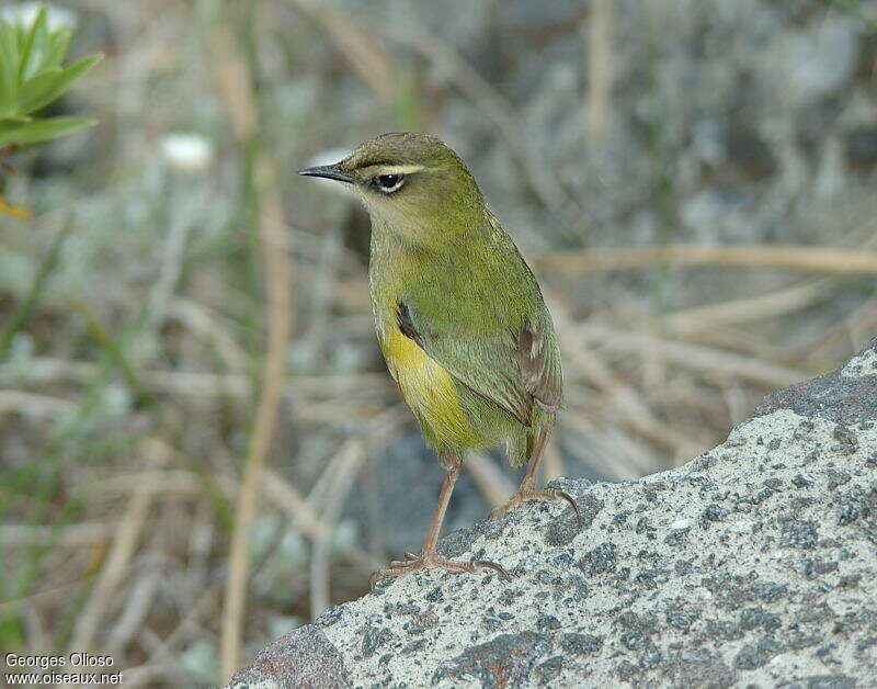 New Zealand Rockwren male adult breeding, identification