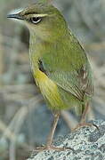 New Zealand Rockwren