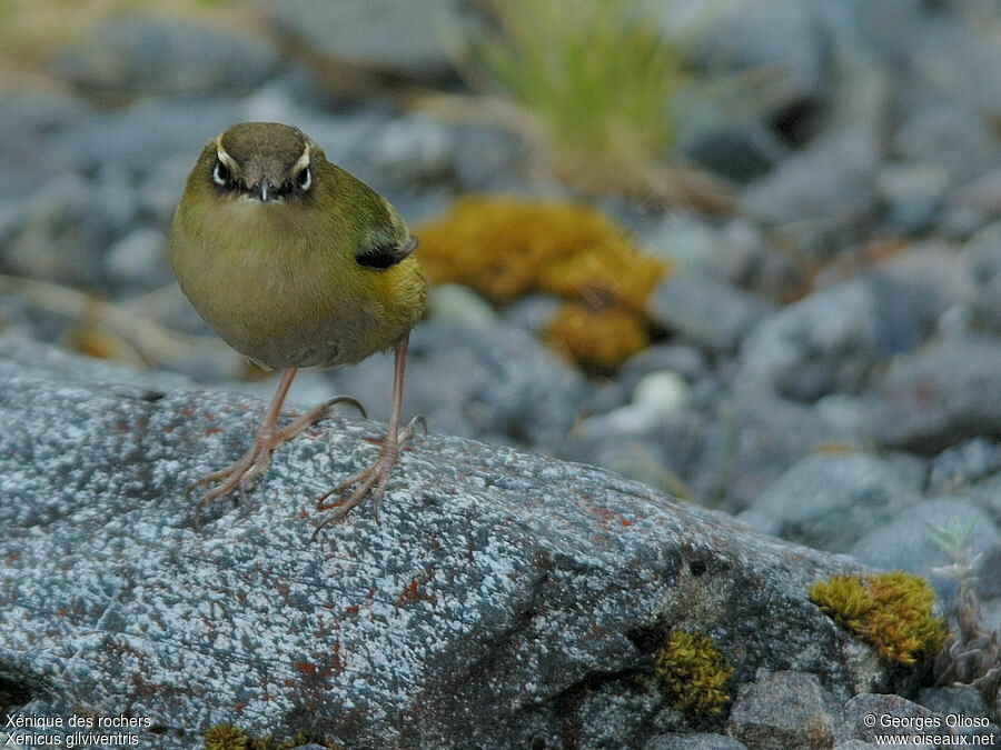 New Zealand Rockwren male adult breeding