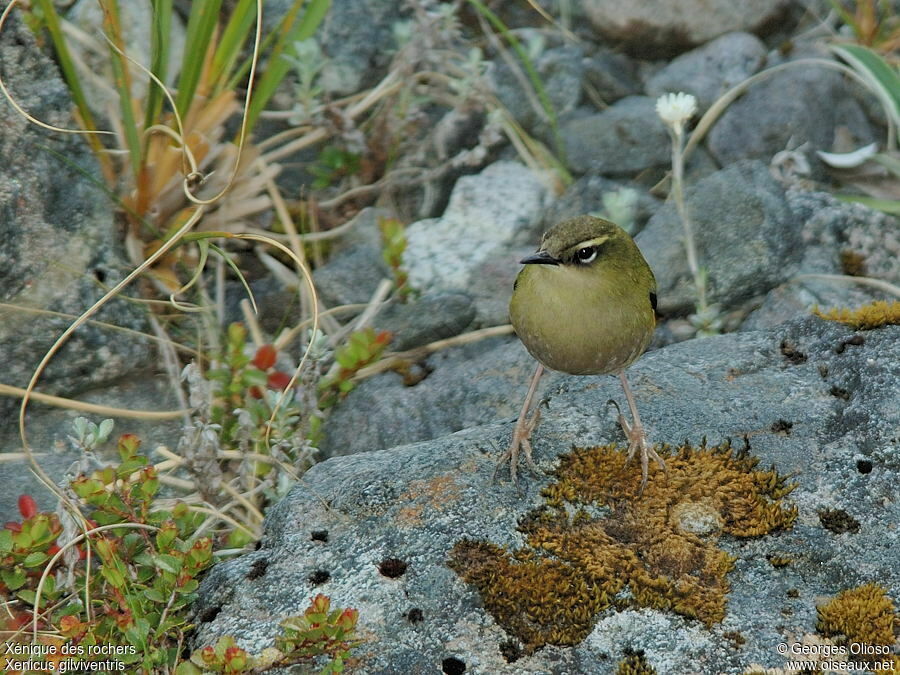 New Zealand Rockwren male adult breeding