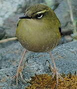 New Zealand Rockwren