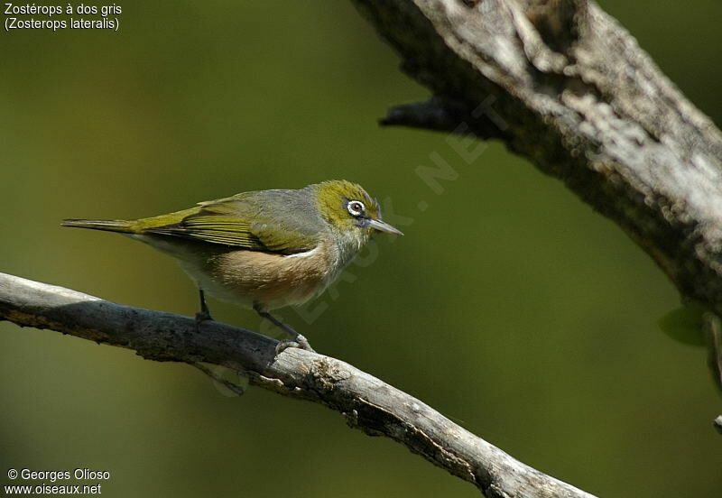 Silvereye