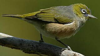 Silvereye