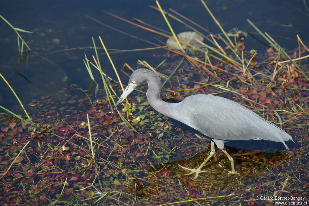 Little Blue Heron